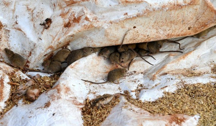 Australia Gripped by Devastating Mouse Plague Following Record Harvest