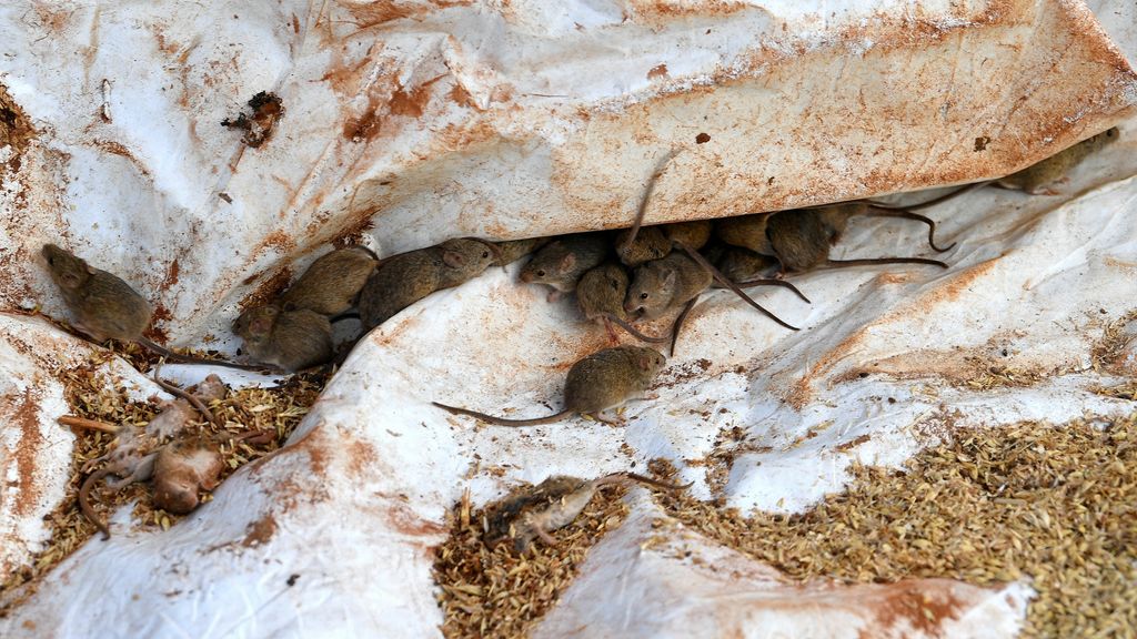 Australia Gripped by Devastating Mouse Plague Following Record Harvest