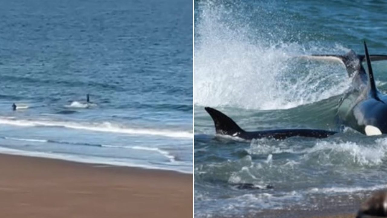 Kayaker’s Desperate Shouts Scare Off Orca in Río Negro