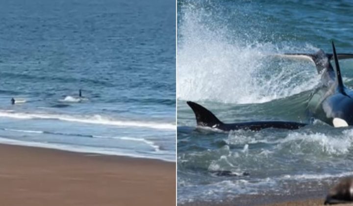 Kayaker’s Desperate Shouts Scare Off Orca in Río Negro