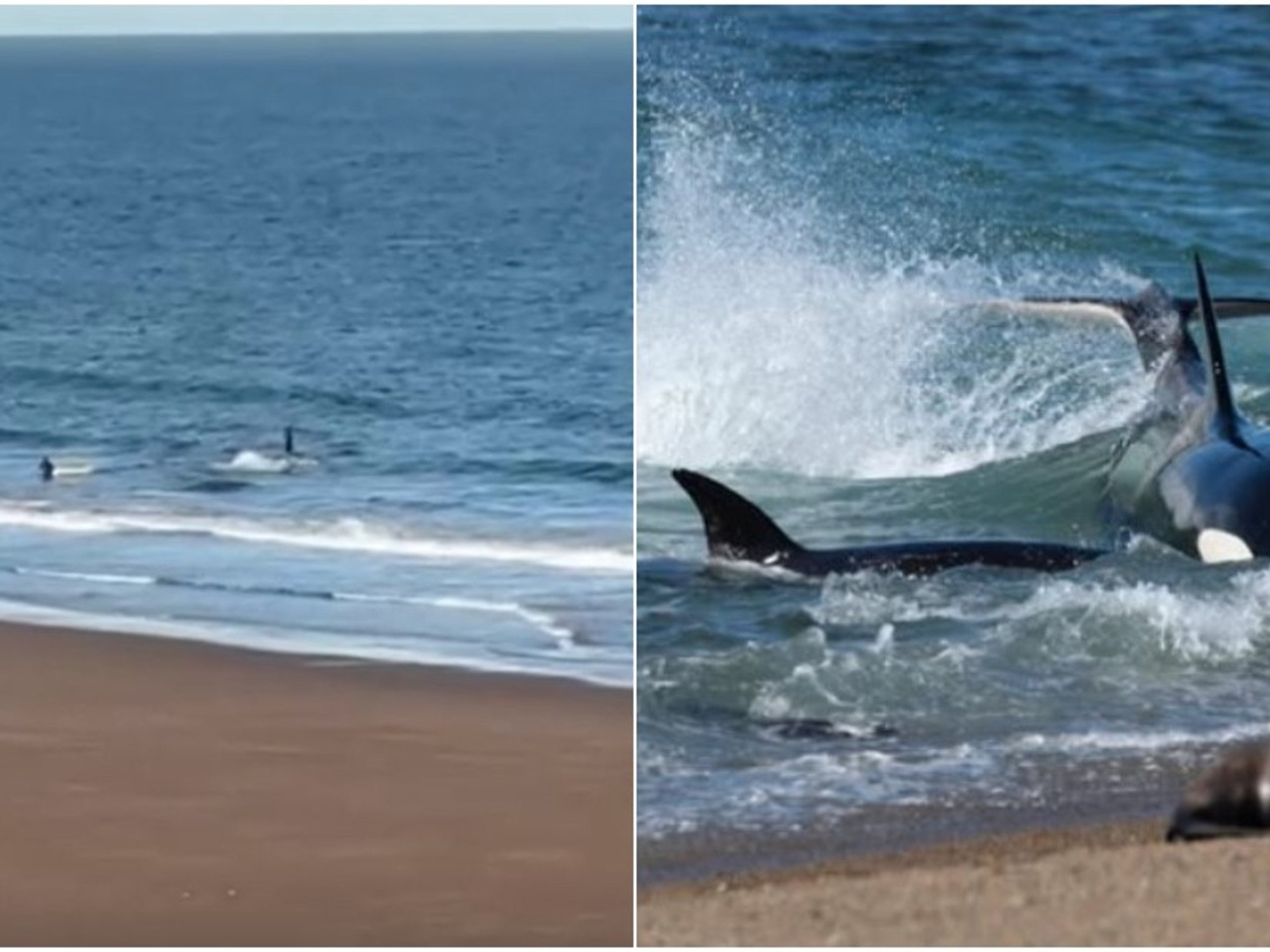An orca with its dorsal fin visible in the waters of Golfo San Matías, Río Negro.
