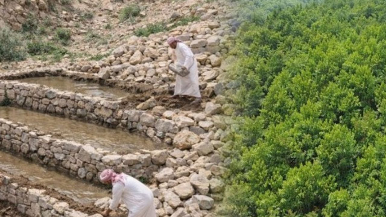 Saudi Arabia’s Ambitious Green Initiative: Planting 10 Billion Trees in the Desert
