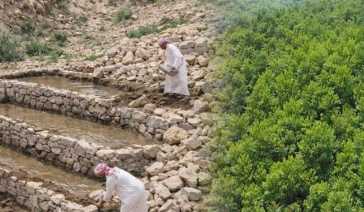 Saudi Arabia’s Ambitious Green Initiative: Planting 10 Billion Trees in the Desert