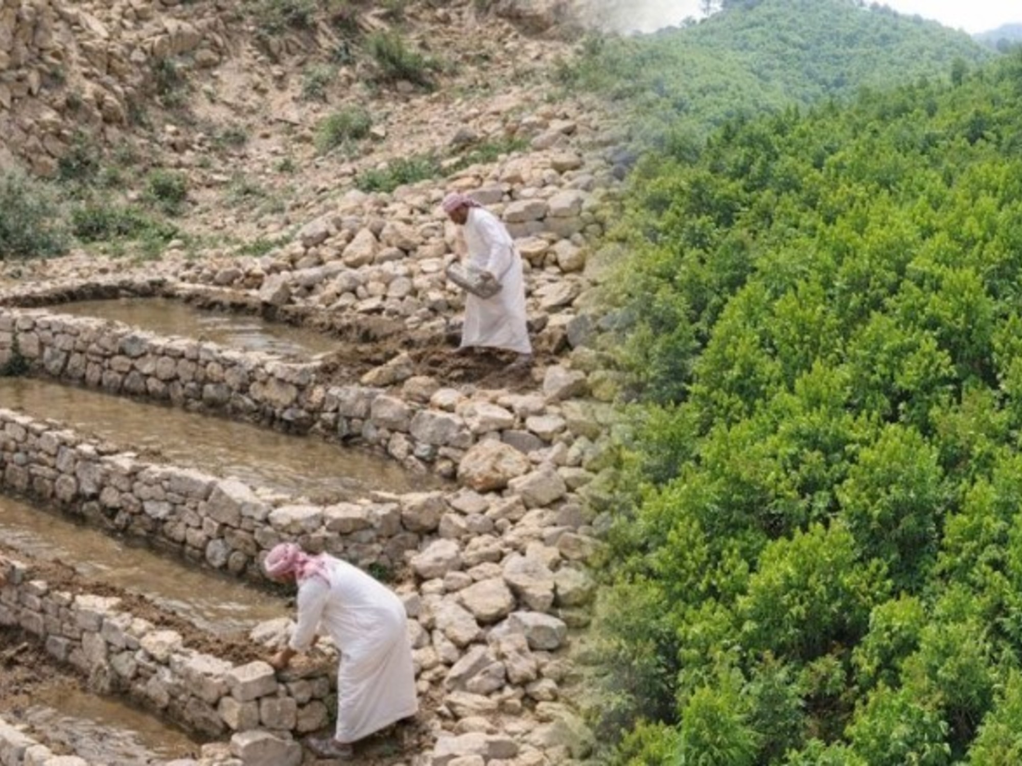 Desert landscape in Saudi Arabia showing a reforested area with a channel system for water harvesting.