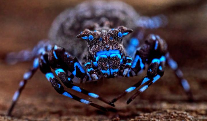 Scientists Discover Dozens of New Animal Species in Angola