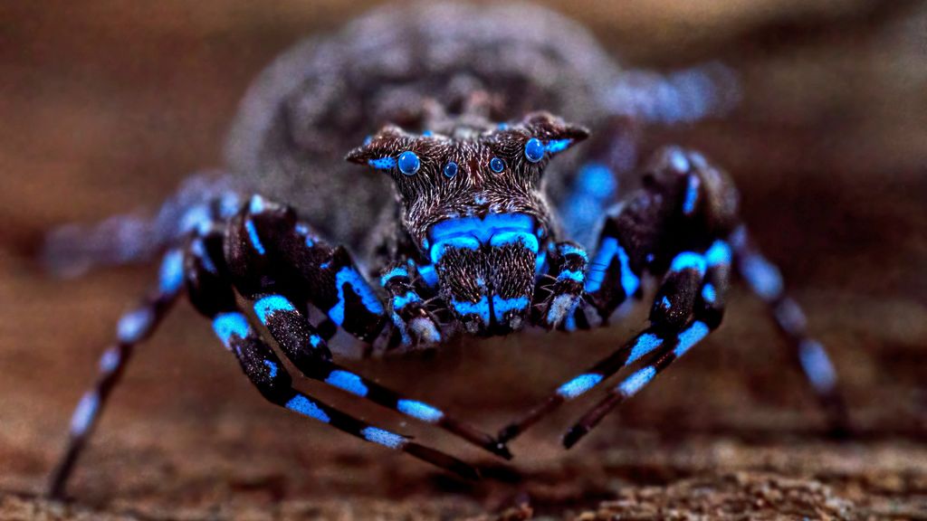 Scientists Discover Dozens of New Animal Species in Angola