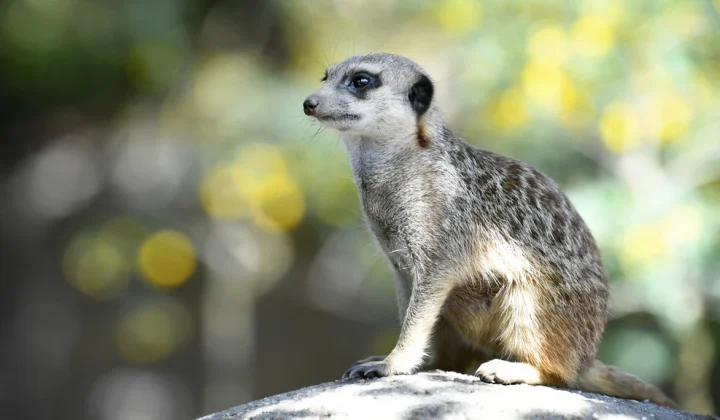 Blijdorp Euthanizes Fighting Meerkats to Restore Group Harmony