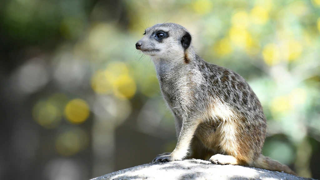 Blijdorp Euthanizes Fighting Meerkats to Restore Group Harmony