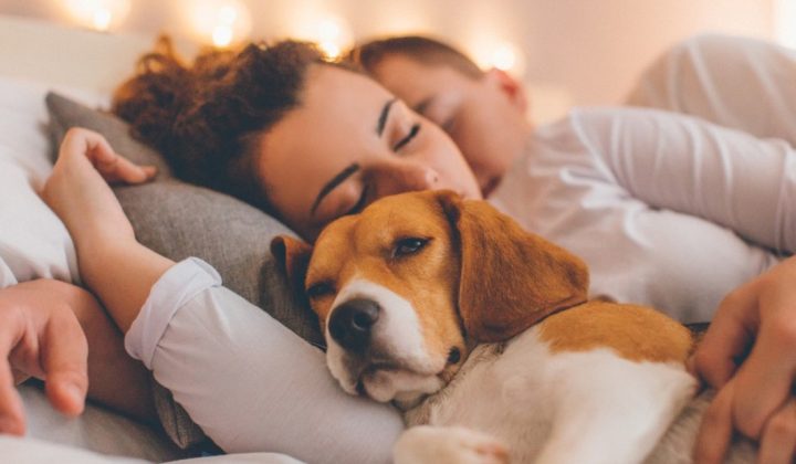 Shared Beds with Pets Boost Oxytocin and Offer Emotional Regulation, Psychology Suggests