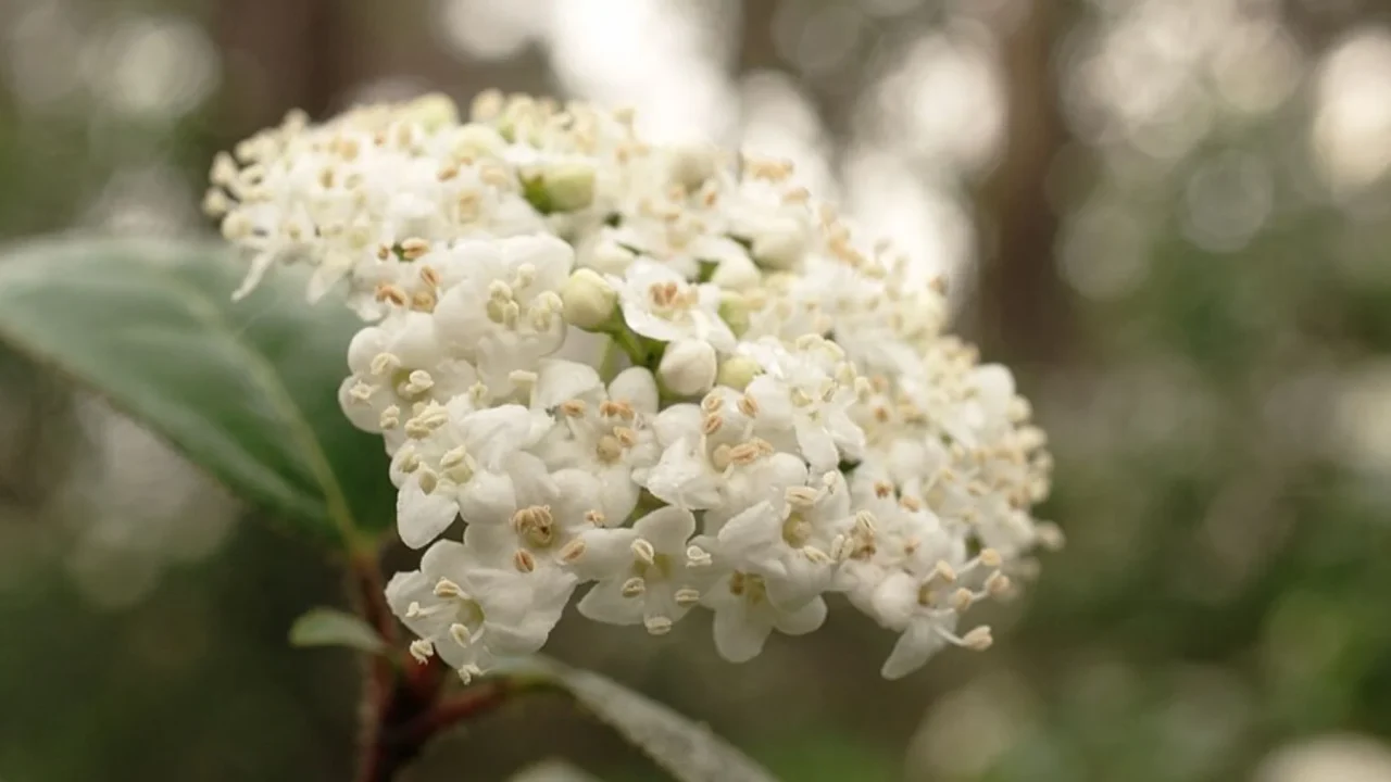 El Durillo: El Arbusto Perenne Que Transforma Tu Balcón en un Paraíso Floral
