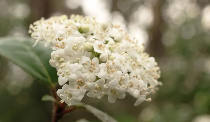 El Durillo: El Arbusto Perenne Que Transforma Tu Balcón en un Paraíso Floral