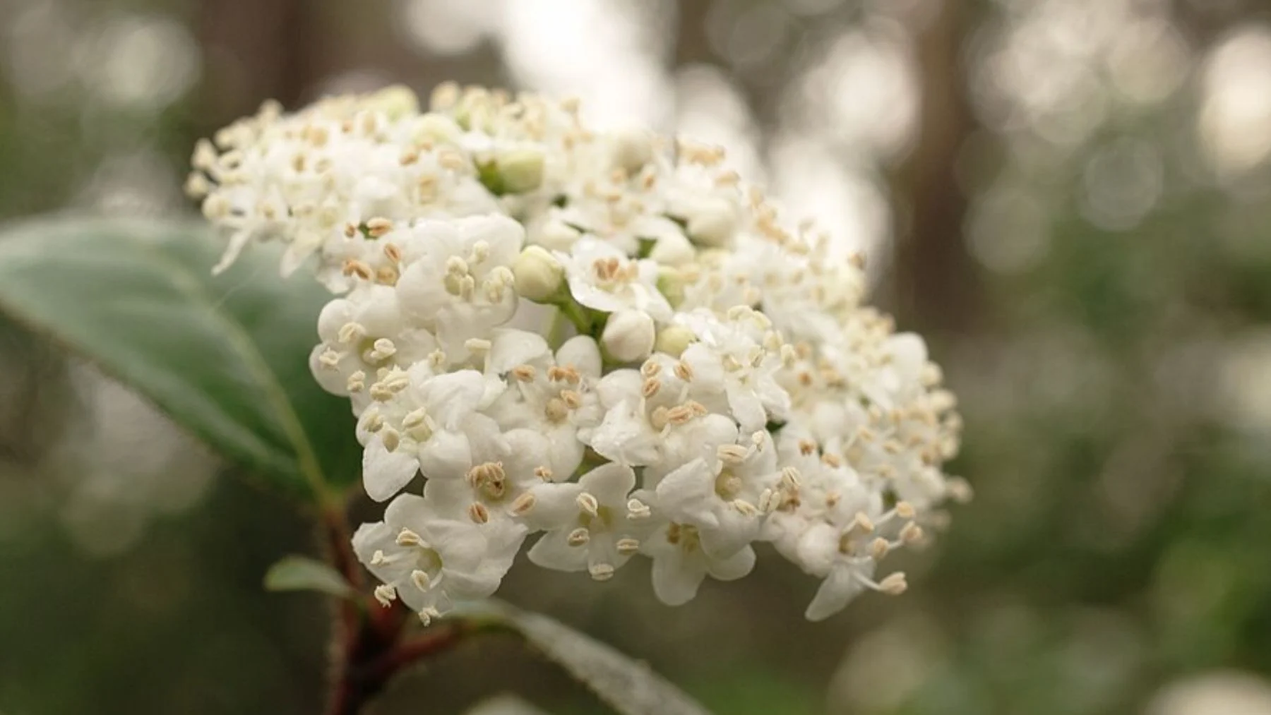 Ramilletes de flores blancas del arbusto Durillo (Viburnum tinus)