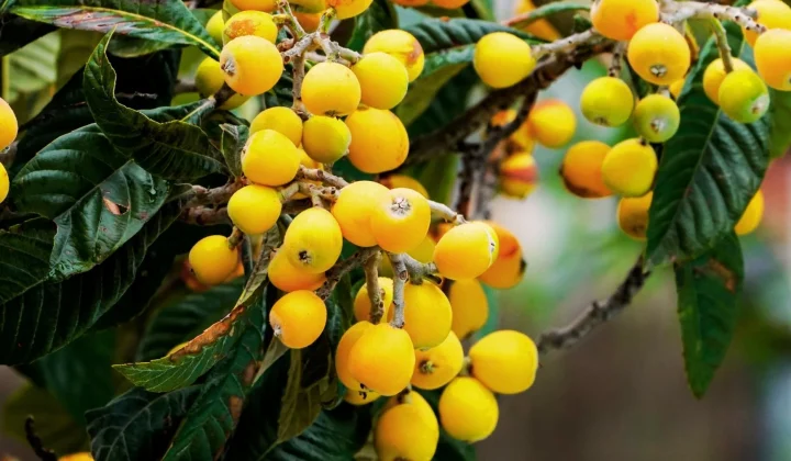 El Níspero: Descubriendo el Nombre Botánico del Árbol Frutal