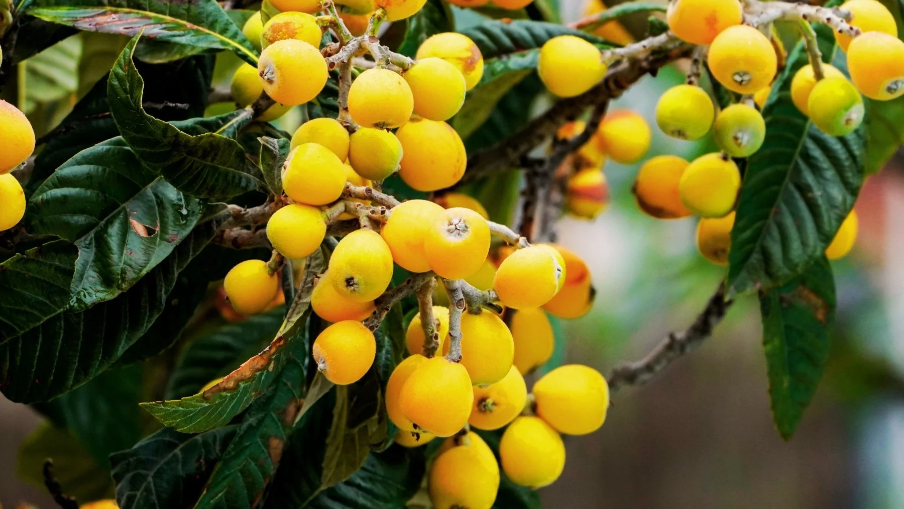 Un árbol de níspero con sus frutos colgando de las ramas.