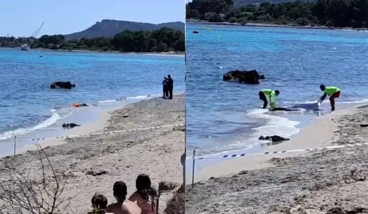 Body Found Floating Near Mallorca Beach, Guardia Civil Investigating