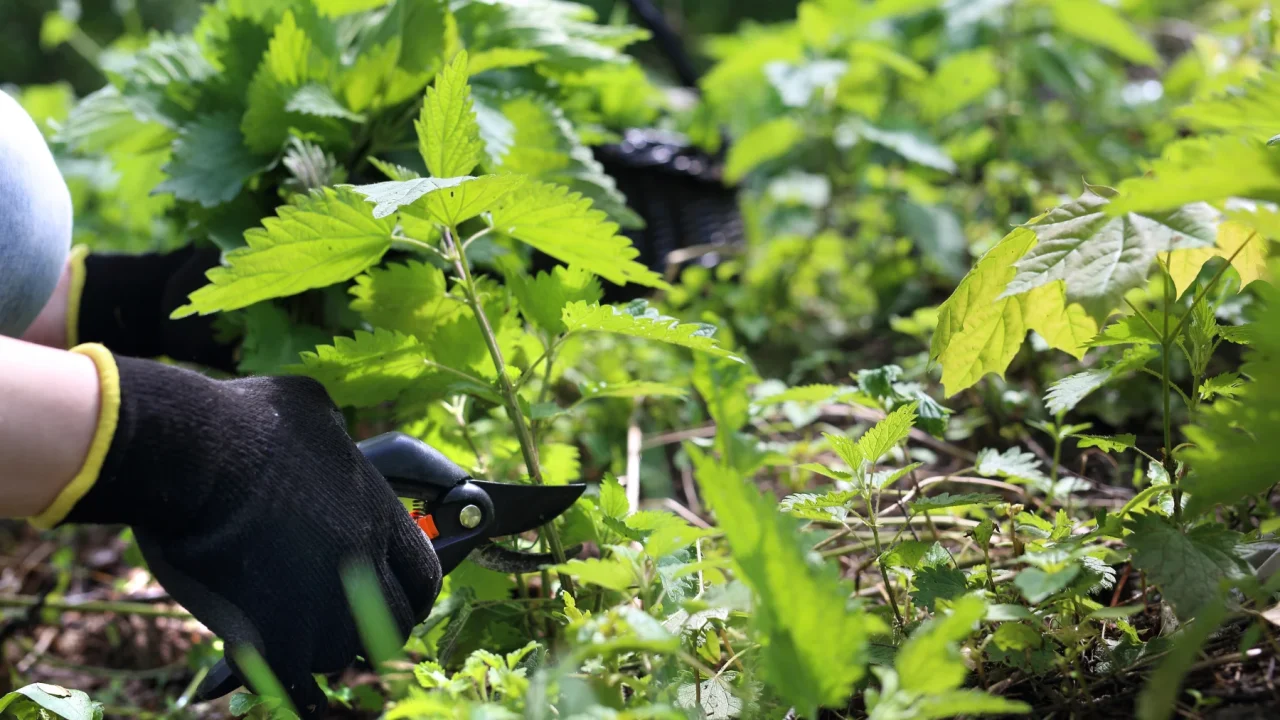 Expertos revelan por qué las ortigas son un indicador valioso en el jardín