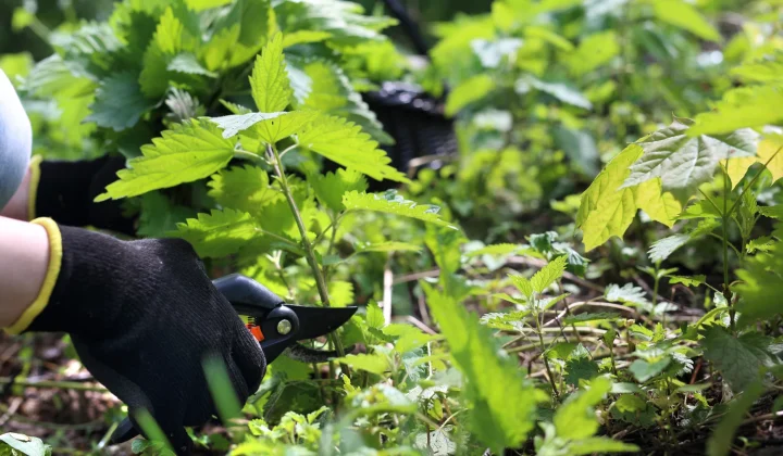 Expertos revelan por qué las ortigas son un indicador valioso en el jardín