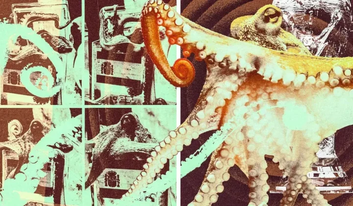 The Enduring Legacy of Paul the Octopus: More Than Just a World Cup Mystic?