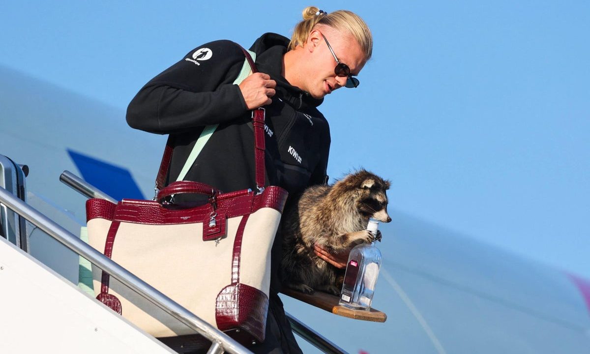 Erling Haaland’s Taxidermy Raccoon: A World Cup Souvenir Story