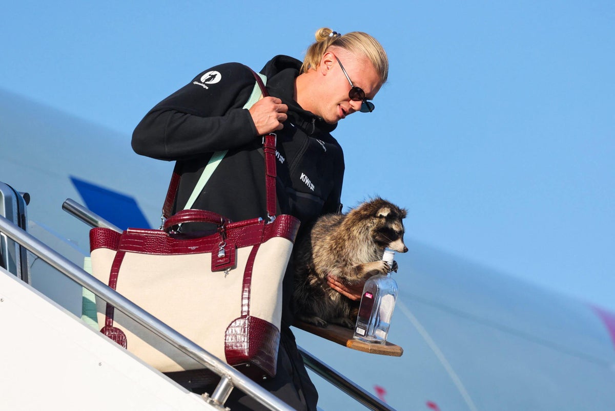 Erling Haaland disembarks a plane in Oslo carrying a taxidermy raccoon.