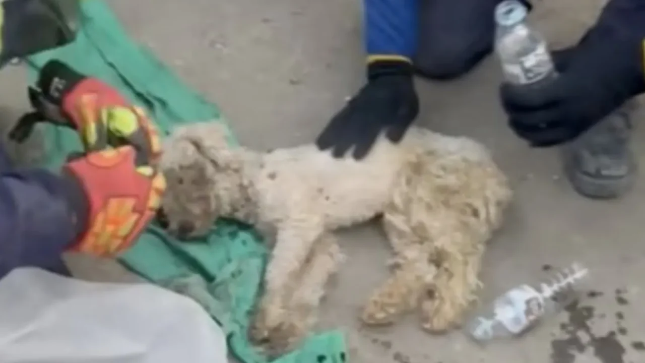 Why the Venezuelan Dog Rescue Story Does Not Appear on FootballGames10