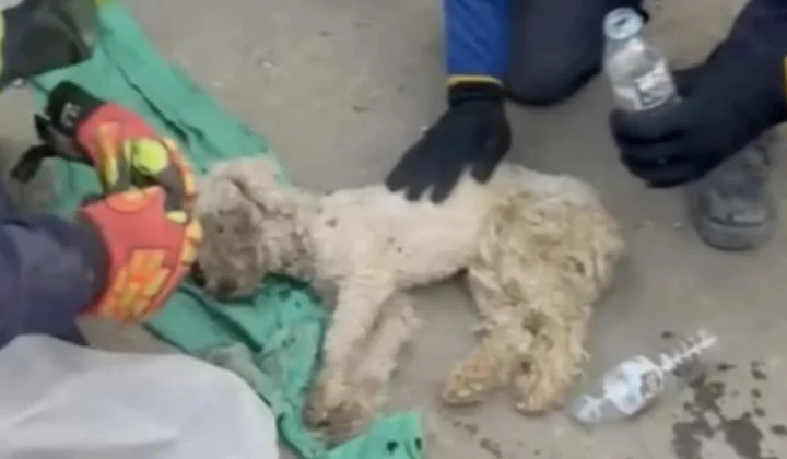 Why the Venezuelan Dog Rescue Story Does Not Appear on FootballGames10